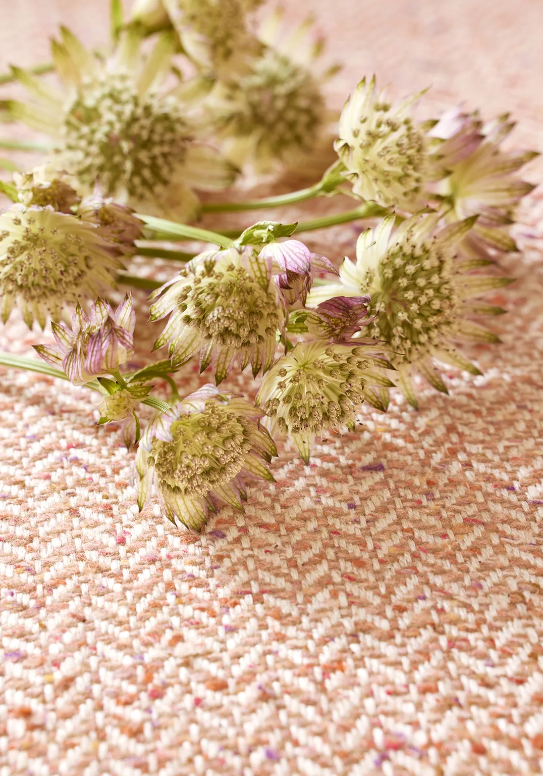 Thibaut Heath in Apricot (W80926)