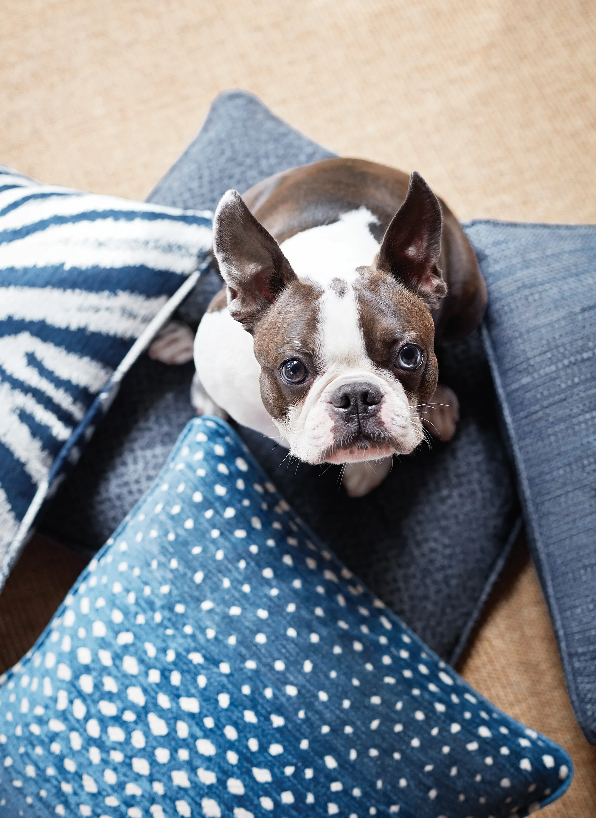 Thibaut Montage in Navy (W80480)