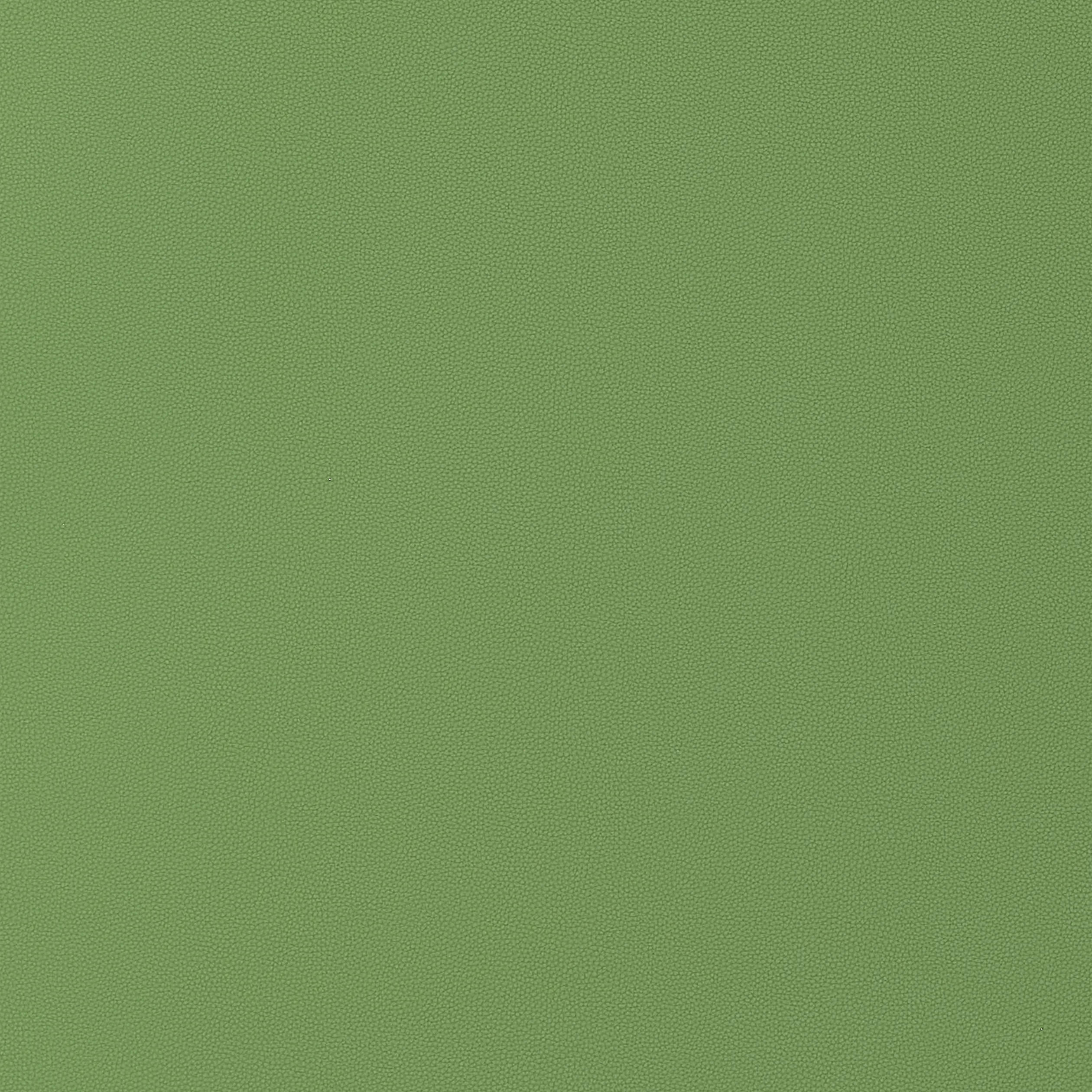 Thibaut Salta in Kiwi (W9028)