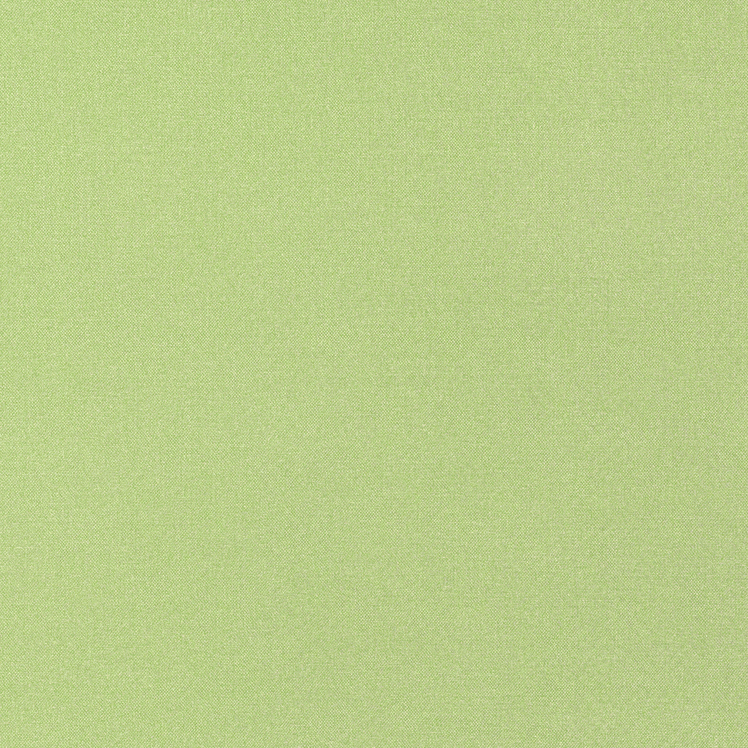 W81656 | Tessa – Kiwi