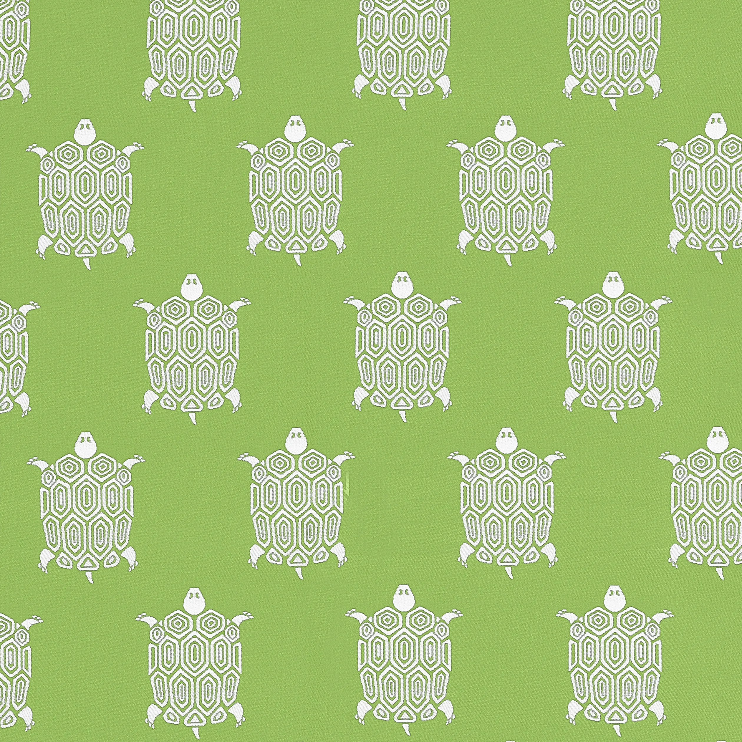W81624 | Turtle Bay – Kiwi
