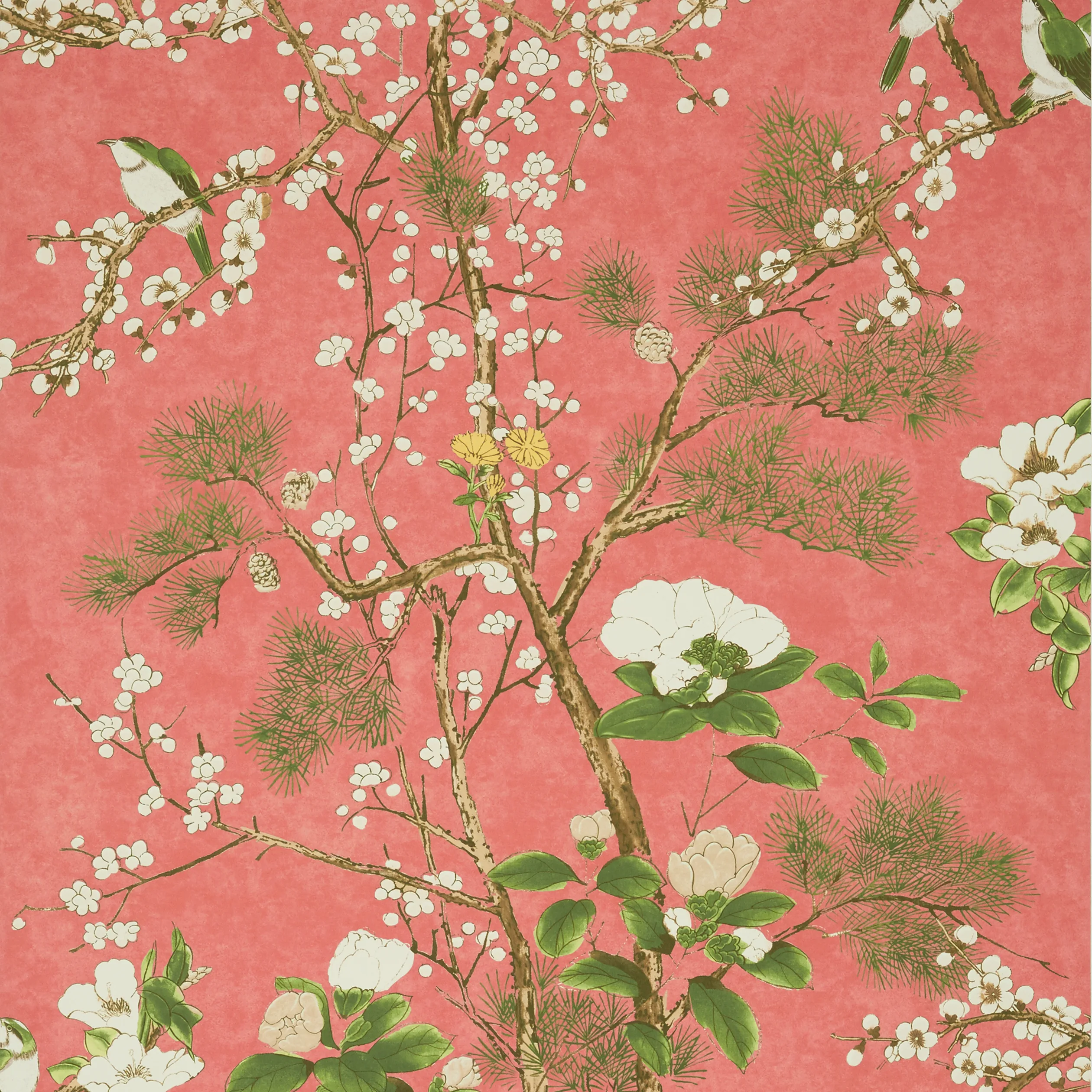 T13624 | Katsura – Coral