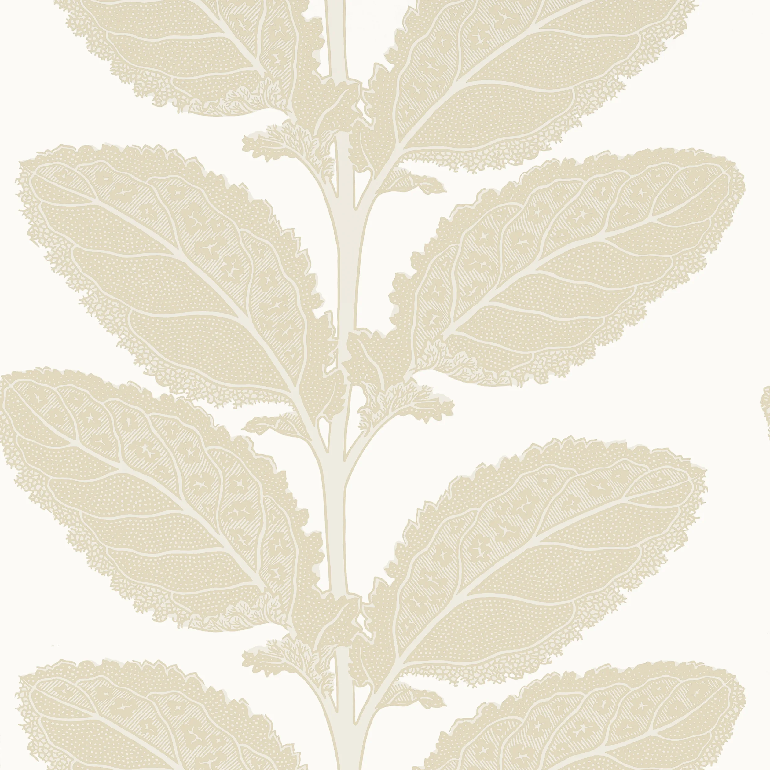 T12041 | Lacinato – Birch