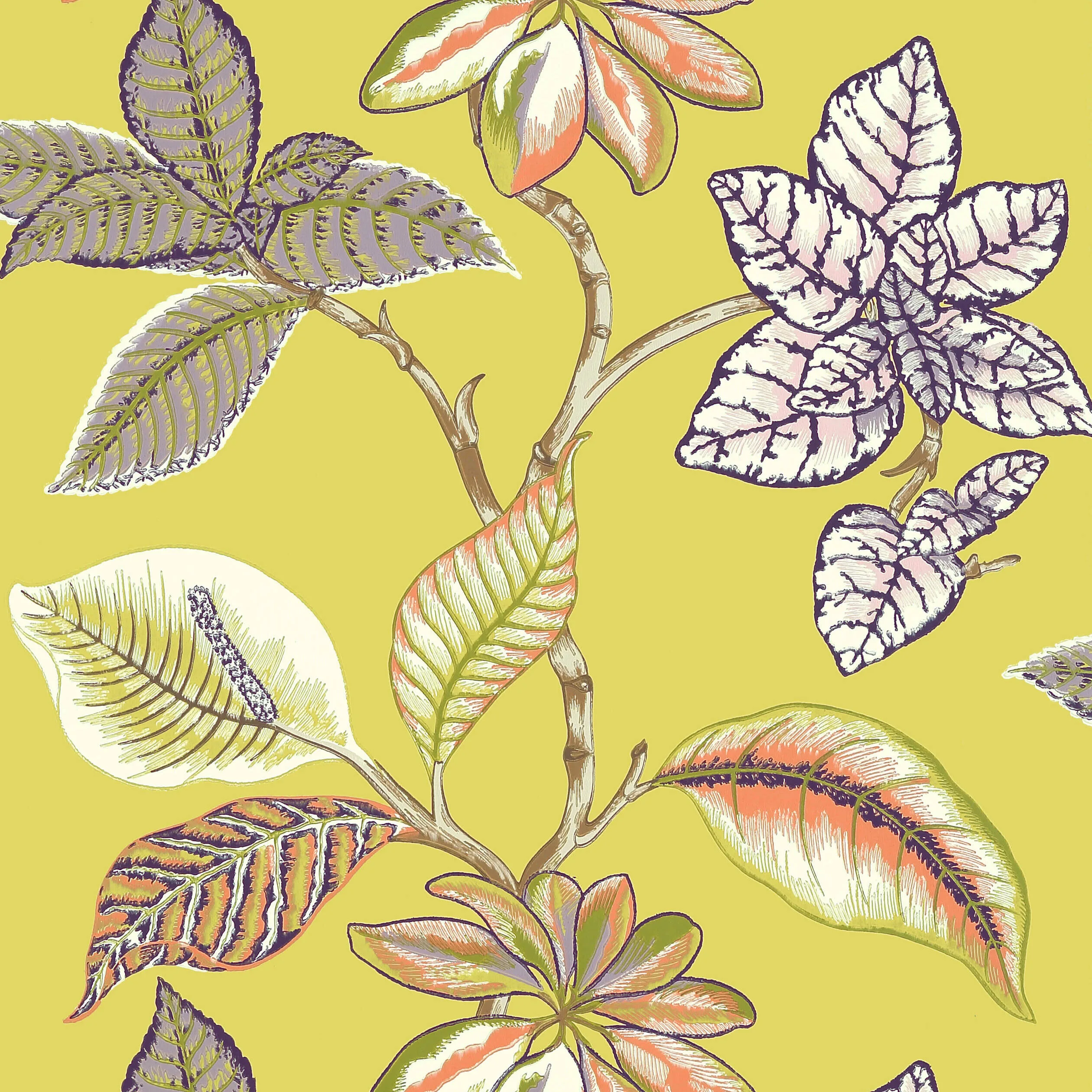 Thibaut Lucala in Citron (T5752)