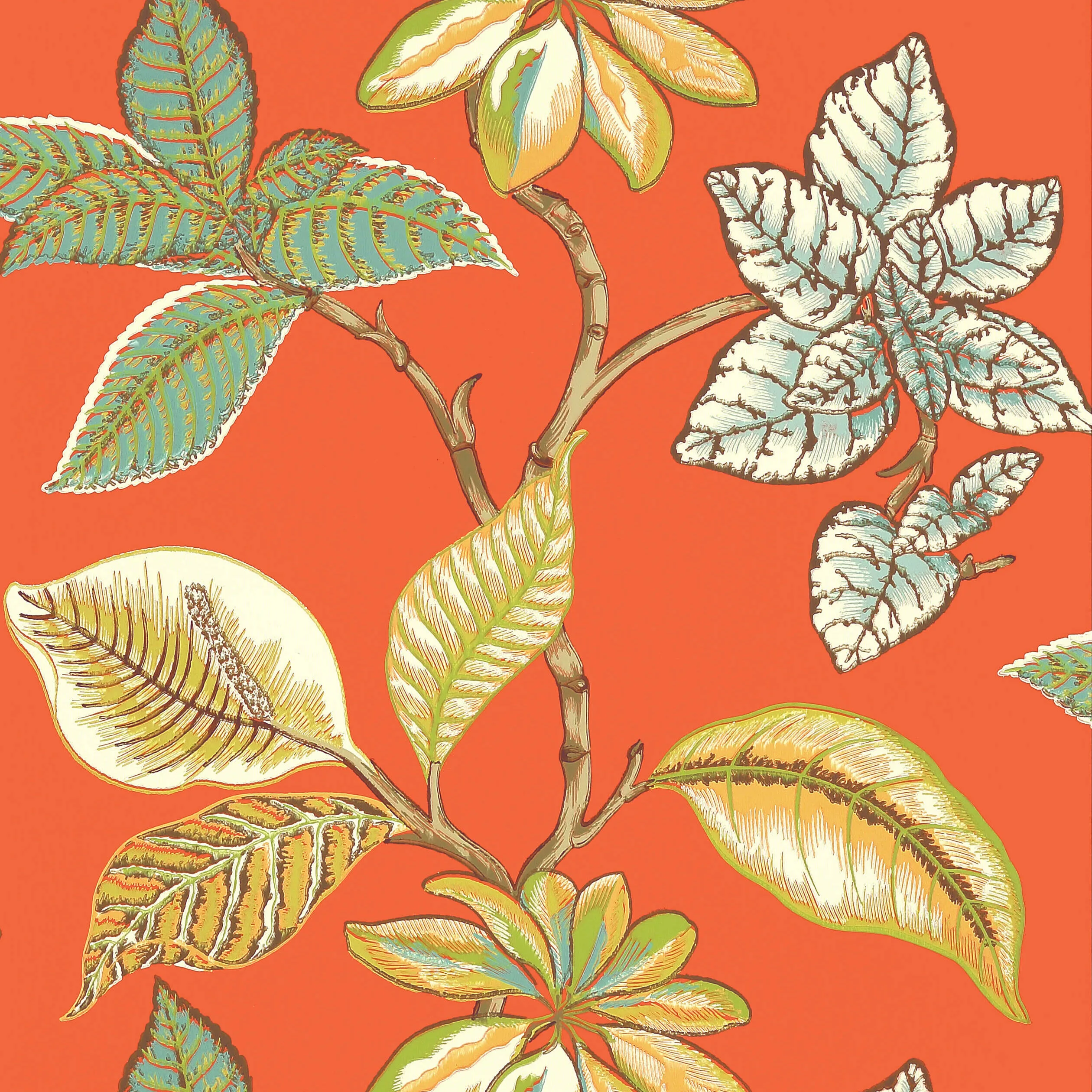Thibaut Lucala in Coral (T5754)