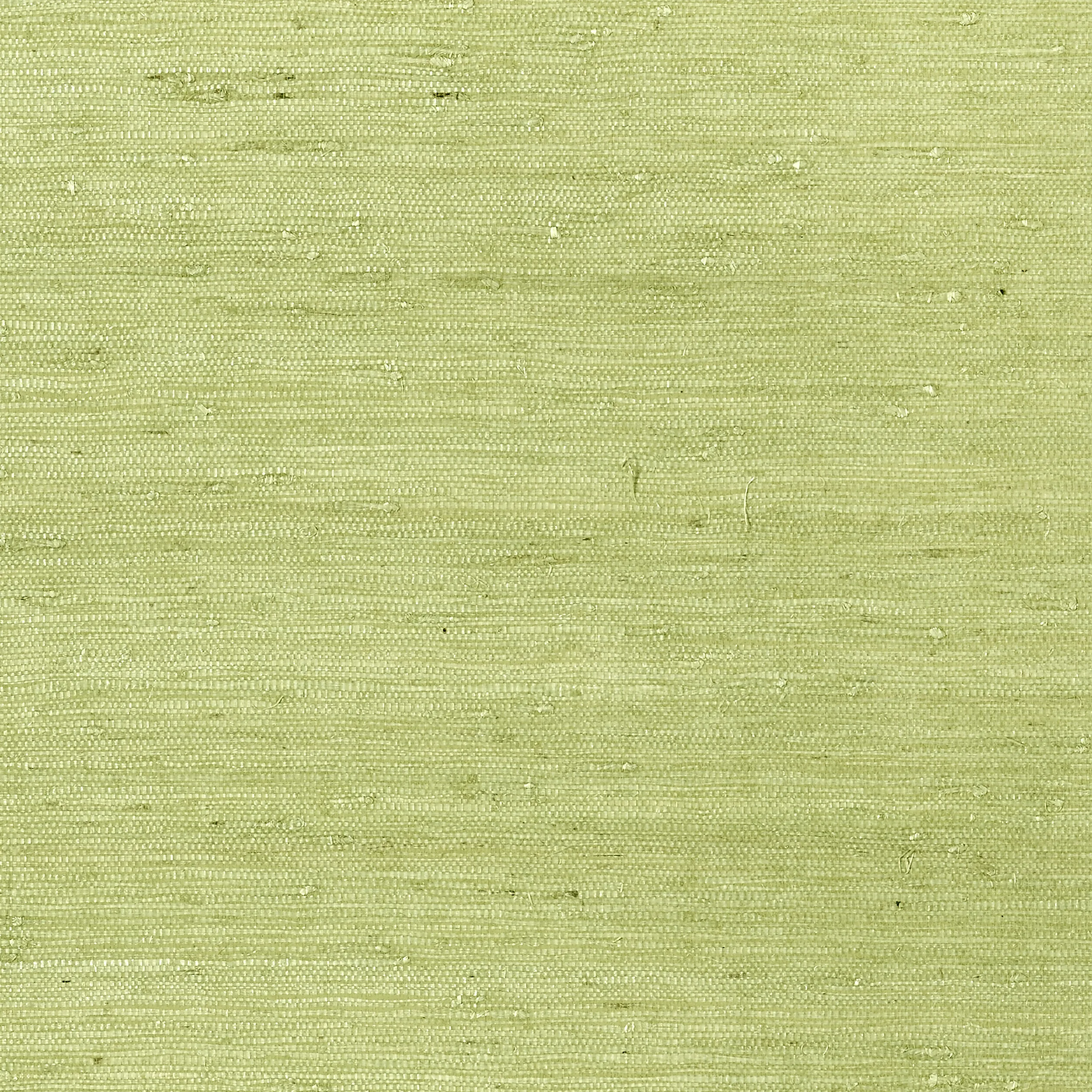 T85012 | Maranta Arrowroot – Green