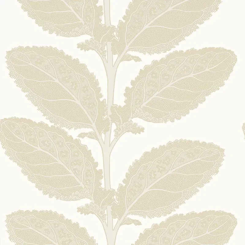 T12041 | Lacinato - Birch
