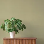 A-Street Prints Naim Olive Solid Texture Wallpaper - SKU 4202-484687