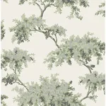 Brewster Home Fashions Ashdown Sage Tree Wallpaper | Wallpaper Twins Brewster Home Fashions Ashdown Sage Tree Wallpaper - SKU M1674