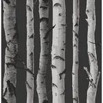 Brewster Home Fashions Distinctive Black Birch Tree Wallpaper - SKU 2900-31052