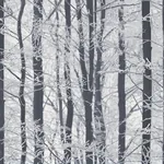 Brewster Home Fashions Frosted Silver Winter Grove Wallpaper - SKU AH670200