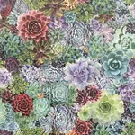Brewster Home Fashions Rhea Multicolor Succulents Wallpaper | Wallpaper Twins Brewster Home Fashions Rhea Multicolor Succulents Wallpaper - SKU AH259402