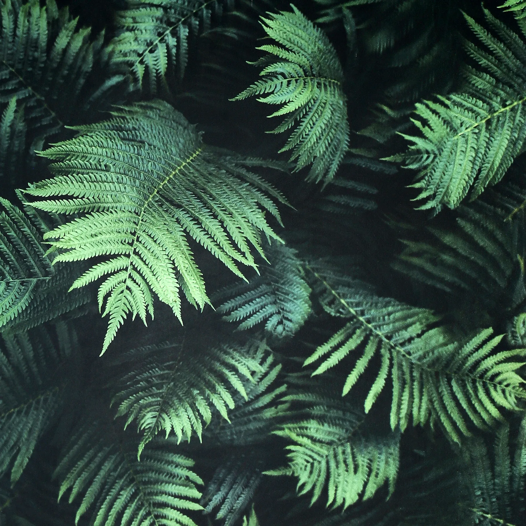 Brewster Home Fashions Winona Green Ferns Wallpaper - SKU AH907601