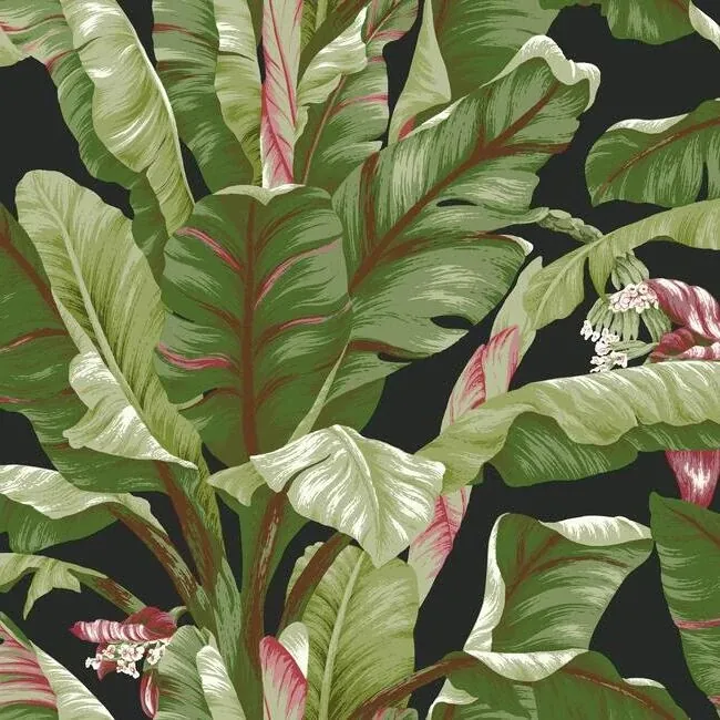 AT7071 | Banana Leaf Black & Red Wallpaper