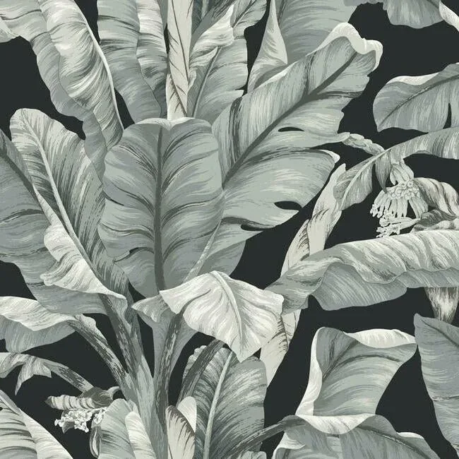 BW3971 | Banana Leaf Black & White Wallpaper