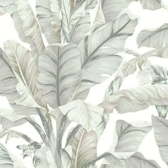 BW3972 | Banana Leaf White & Cream Wallpaper