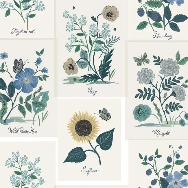 RP7335 | Botanical Prints White & Blue Wallpaper