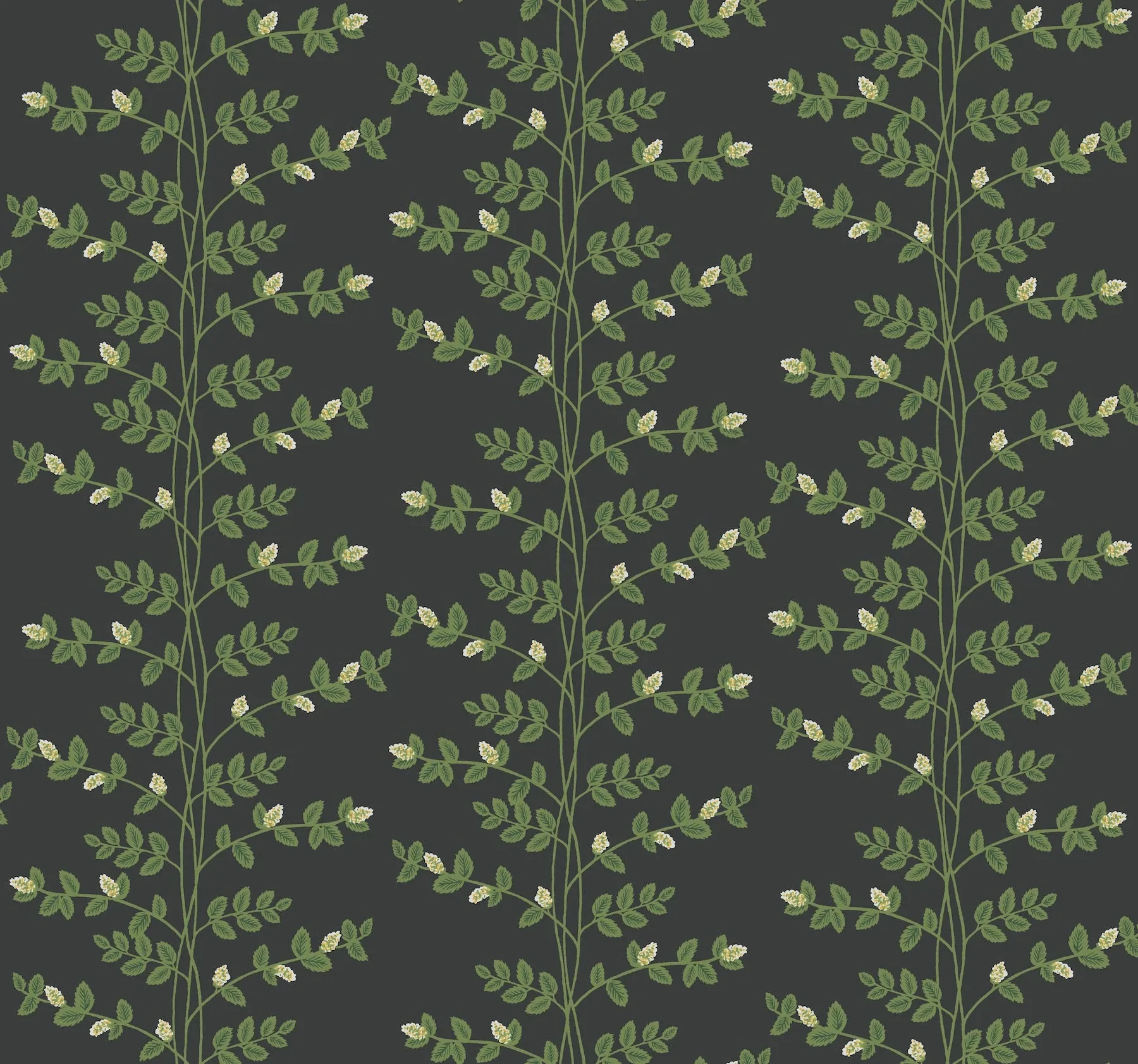 RF7422 | Climbing Vine Black Wallpaper