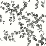 York Wallcoverings Creeping Fig Vine Black & White Wallpaper - SKU FH4038