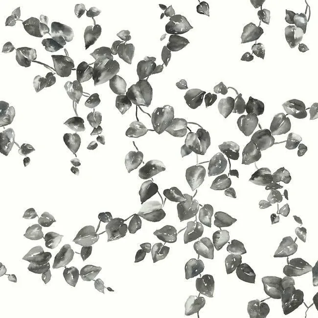 FH4038 | Creeping Fig Vine Black & White Wallpaper