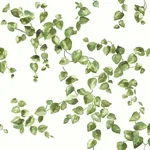 York Wallcoverings Creeping Fig Vine Green Wallpaper - SKU FH4036