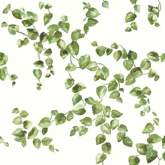 FH4036 | Creeping Fig Vine Green Wallpaper