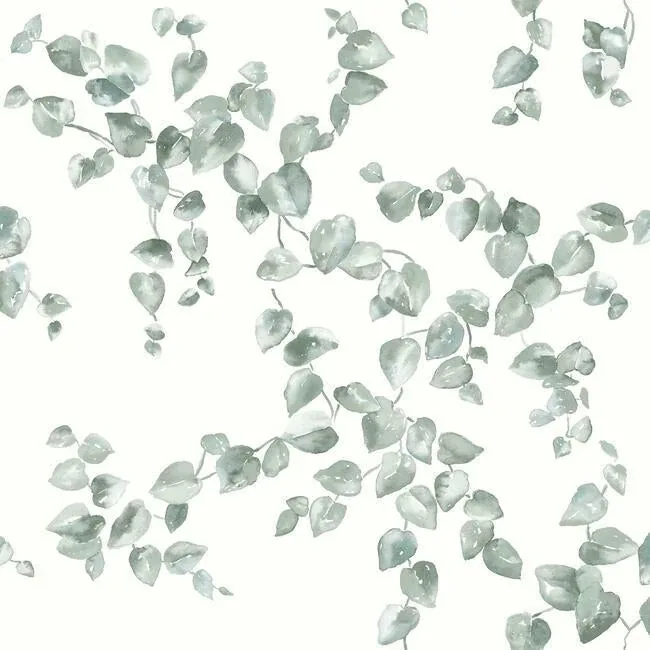 York Wallcoverings Creeping Fig Vine Sage Wallpaper - SKU FH4037