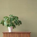 A-Street Prints Naim wallpaper, color Olive, SKU 4202-484687