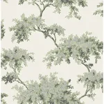 Brewster Ashdown - Sage Wallpaper | Buy Online Brewster Ashdown wallpaper, color Sage, SKU M1674