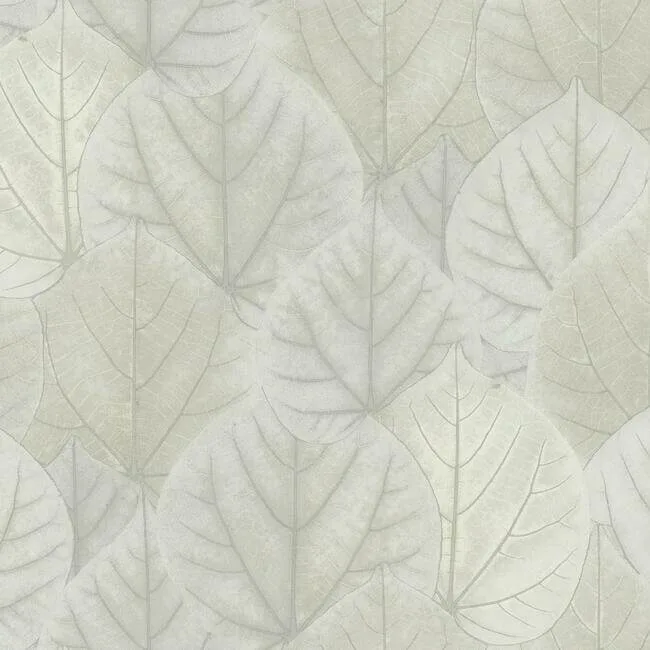 Candice Olson Leaf Concerto wallpaper, color Grey, SKU OS4246