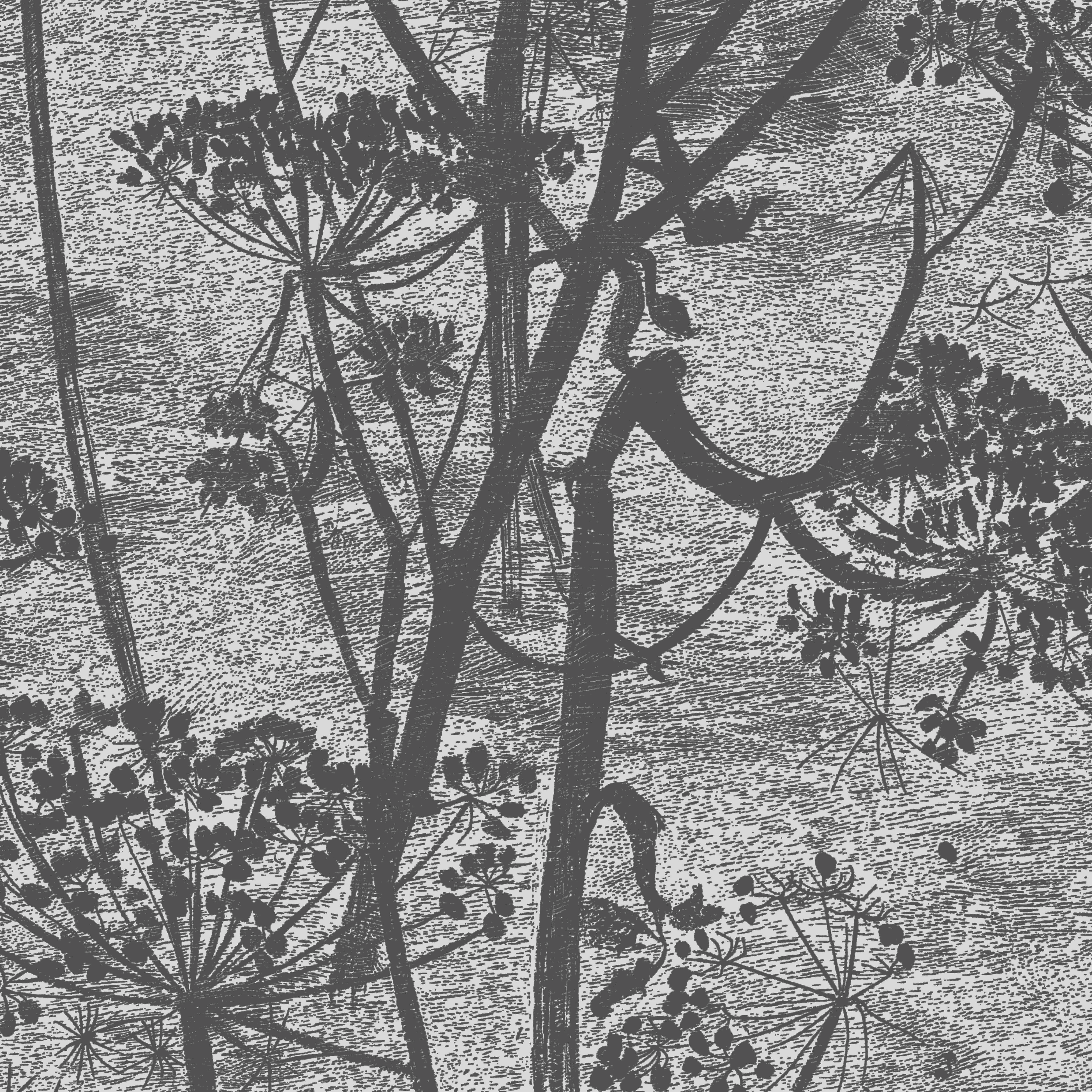 Cole & Son Cow Parsley in Charcoal (112/8026.CS.0)