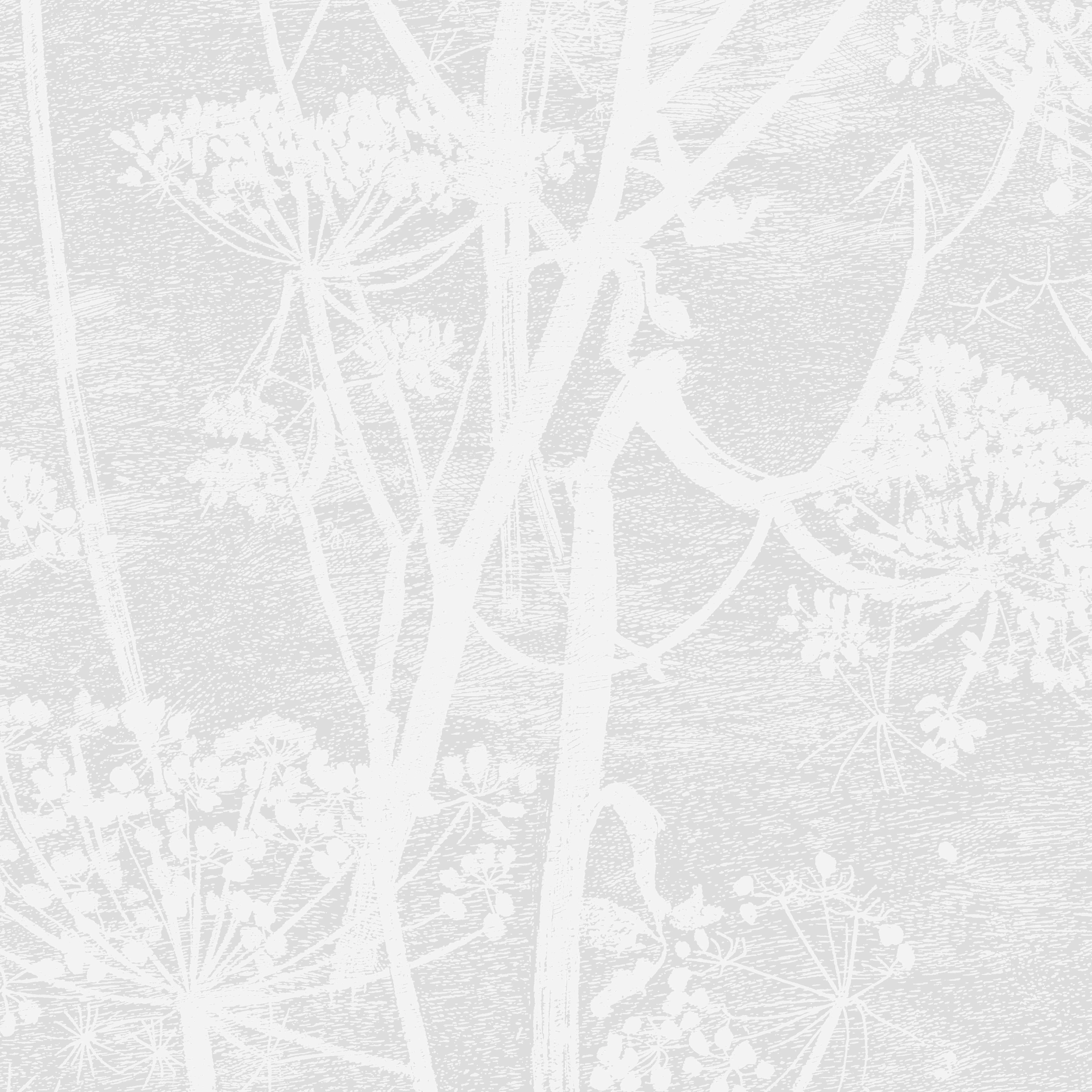 Cole & Son Cow Parsley in White (112/8027.CS.0)