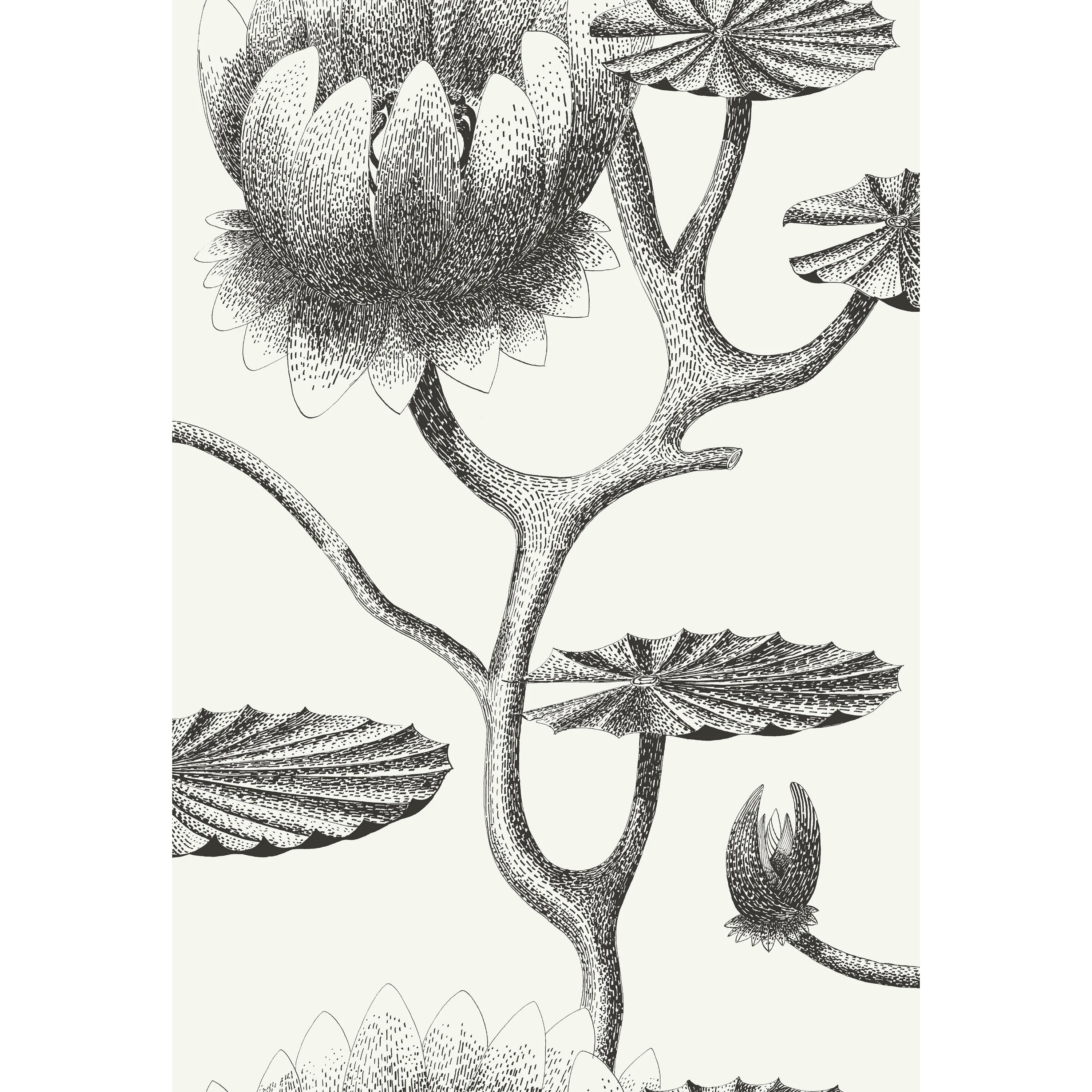 Cole & Son Lily in Black/White (95/4020.CS.0)