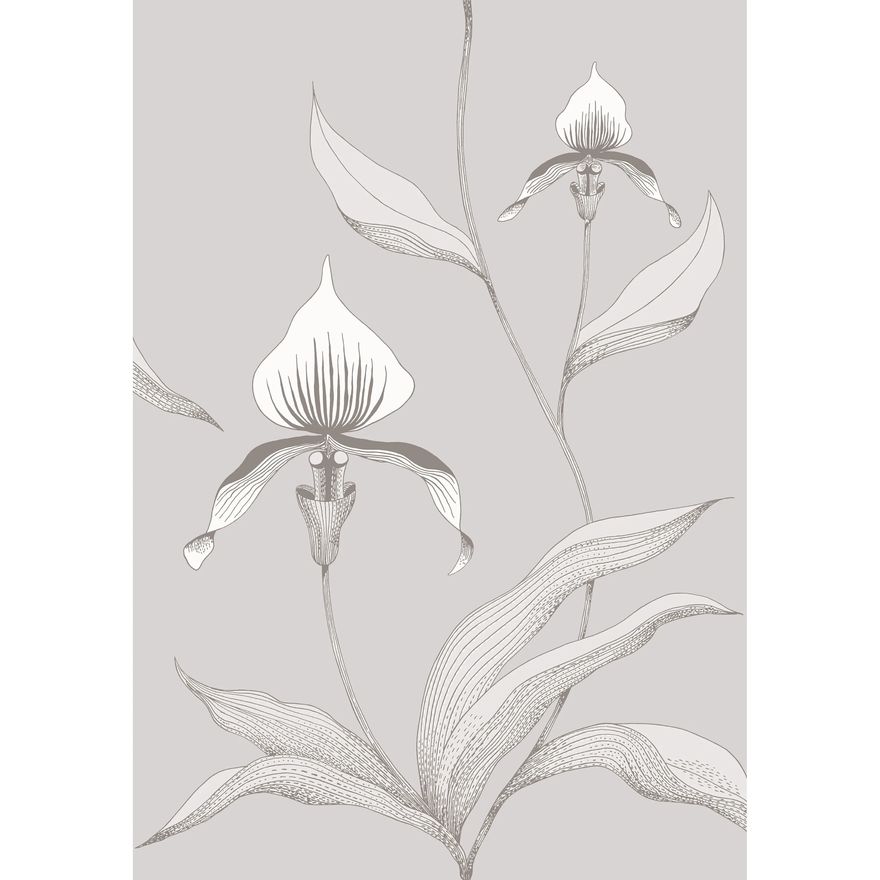 Cole & Son Orchid in Grey/White (95/10055.CS.0)