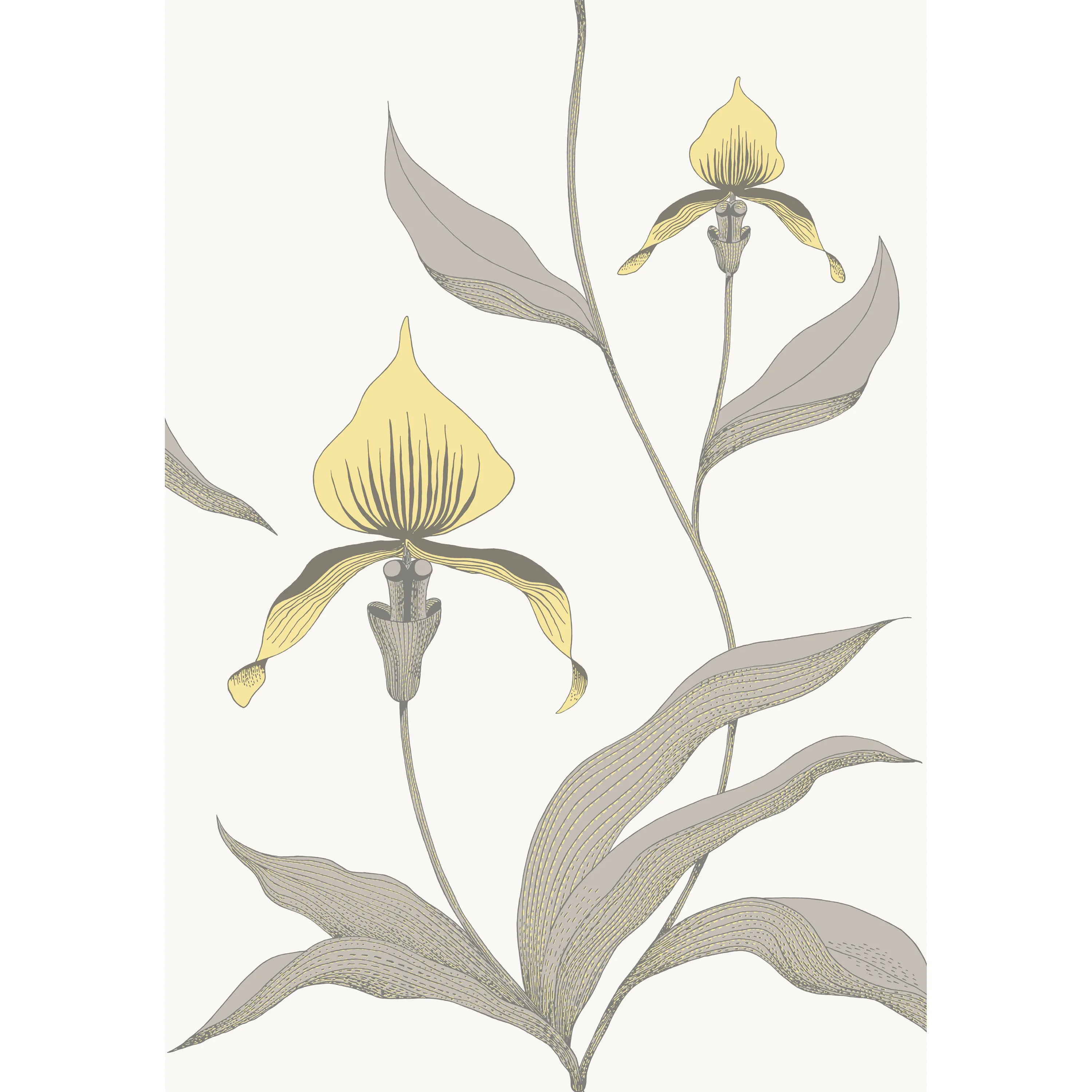 Cole & Son Orchid in Yellow/White (95/10057.CS.0)