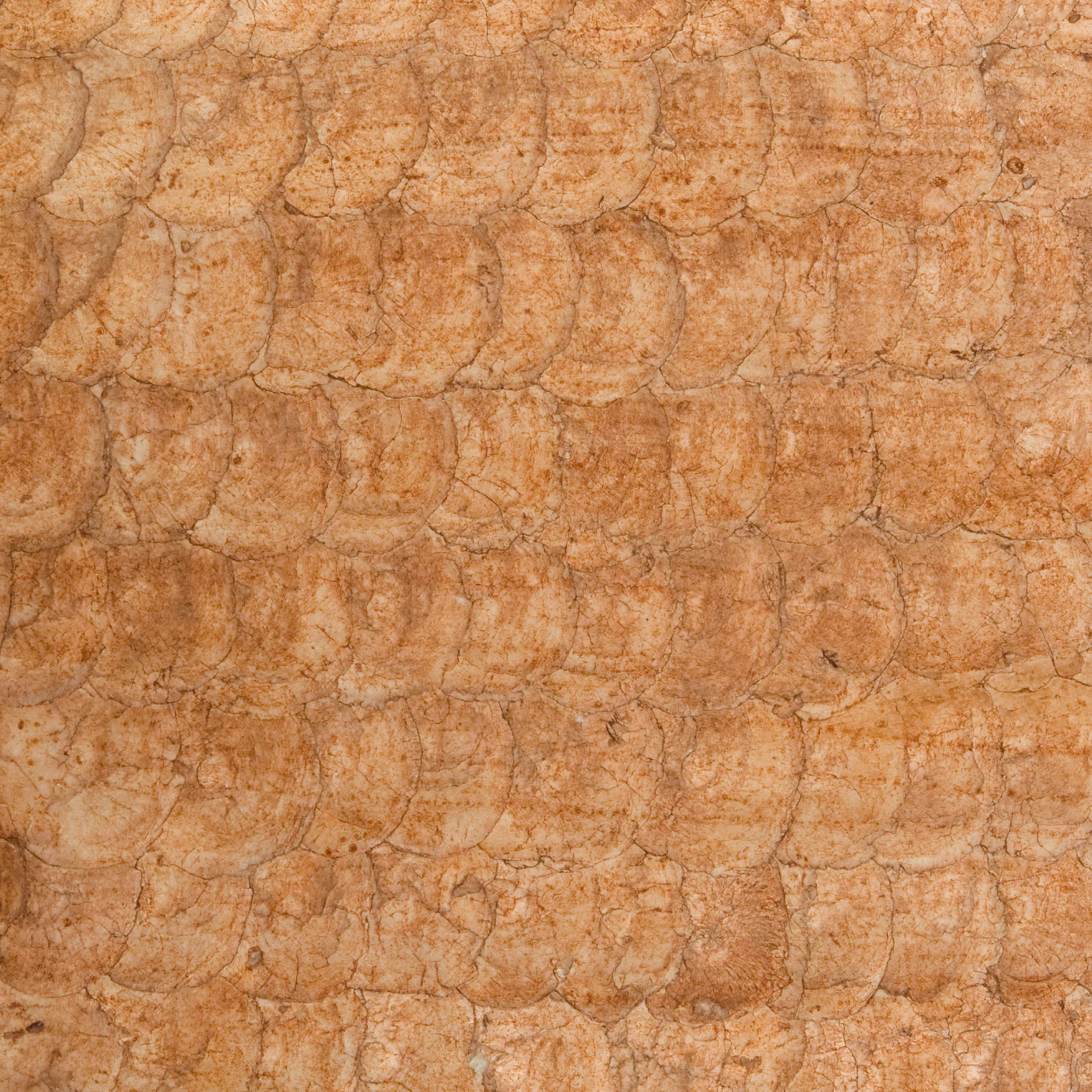 Kravet Couture W3198 in Orange & Brown (W3198.24.0)