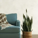Magnolia Home Blanc De Blanc - White Wallpaper | Buy Online Magnolia Home Blanc De Blanc wallpaper, color White, SKU ME1545