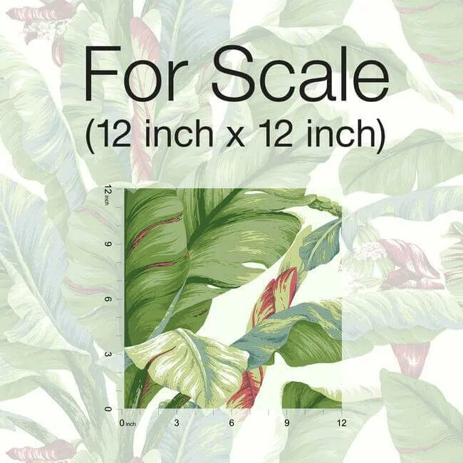 York Wallcoverings Banana Leaf - White & Green Wallpaper | Buy Online York Wallcoverings Banana Leaf wallpaper, color White & Green, SKU PSW1034RL