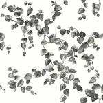 York Wallcoverings Creeping Fig Vine - Black & White Wallpaper | Buy Online York Wallcoverings Creeping Fig Vine wallpaper, color Black & White, SKU FH4038
