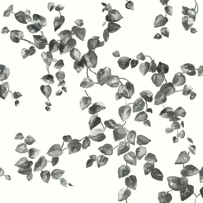 York Wallcoverings Creeping Fig Vine wallpaper, color Black & White, SKU FH4038