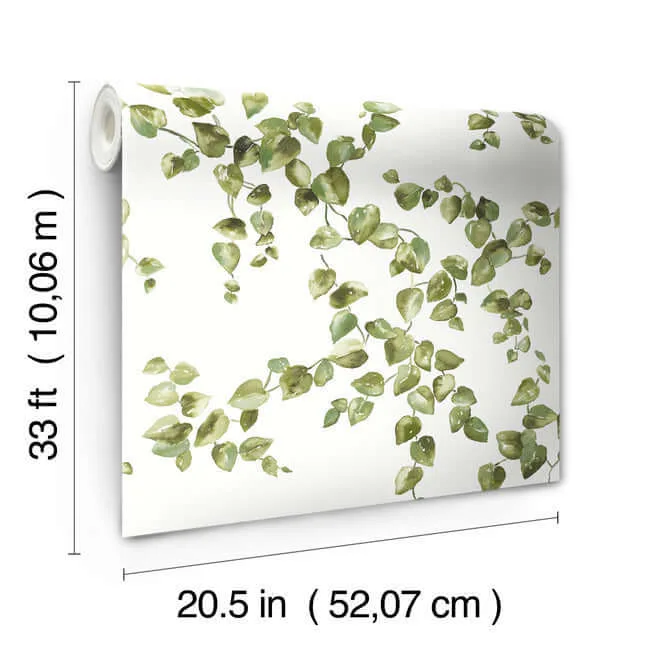 York Wallcoverings Creeping Fig Vine - Green Wallpaper | Buy Online York Wallcoverings Creeping Fig Vine wallpaper, color Green, SKU FH4036