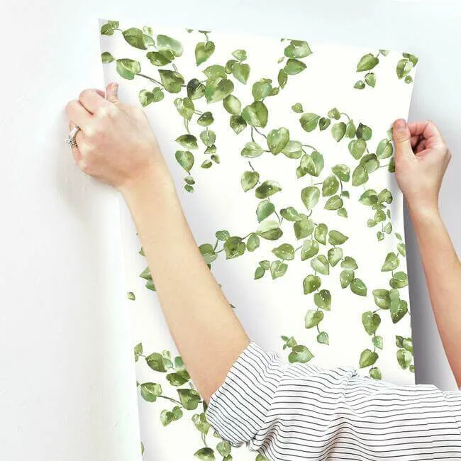York Wallcoverings Creeping Fig Vine - Green Wallpaper | Buy Online York Wallcoverings Creeping Fig Vine wallpaper, color Green, SKU FH4036