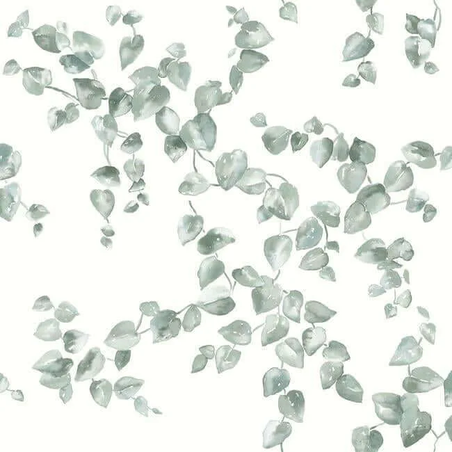 York Wallcoverings Creeping Fig Vine wallpaper, color Sage, SKU FH4037